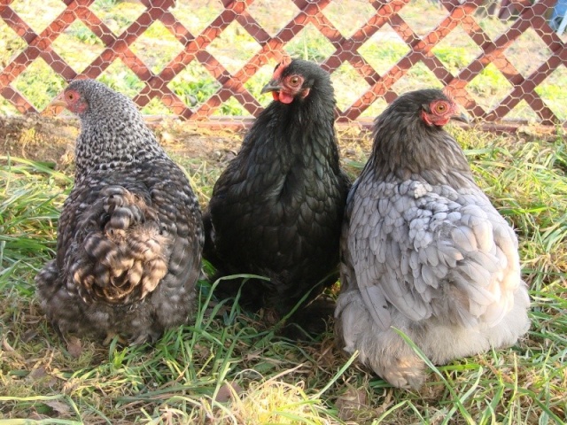 La Pékin (ex Bantam de Pékin), une vraie boule de plumes! Dsc01710