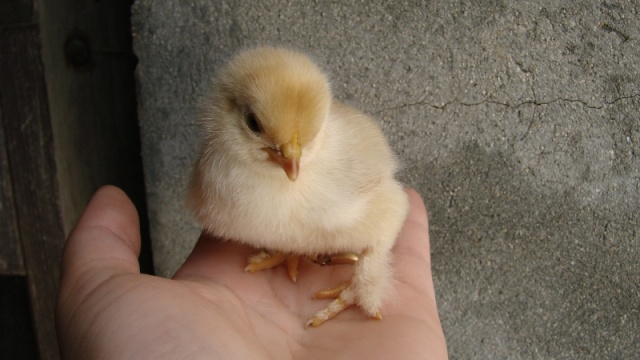 La Pékin (ex Bantam de Pékin), une vraie boule de plumes! Dsc02710