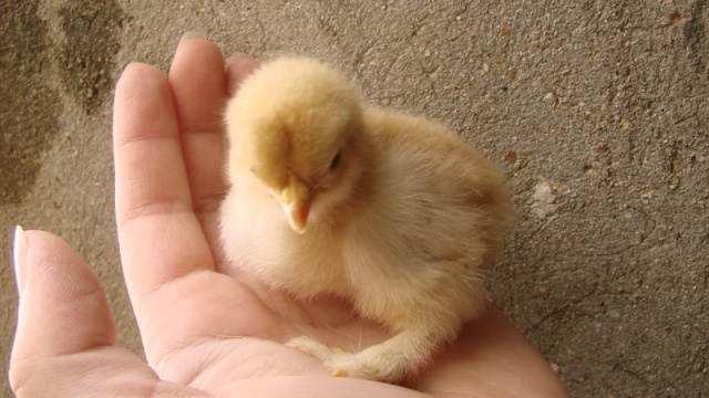 La Pékin (ex Bantam de Pékin), une vraie boule de plumes! Dsc02711