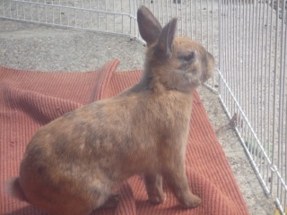 Alf, lapin (Au Bazar des NAC) - ADOPTÉ Alf10