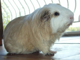 [Adoptée] Attila, cochon d'inde (Au Bazar des NAC) Attlia10