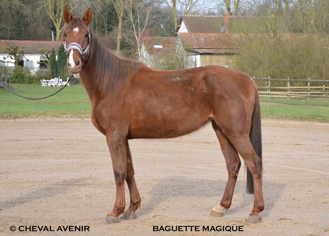 Baguette Magique jmt TF 5a adoptée par David&Laurence 04 16 Baguet11