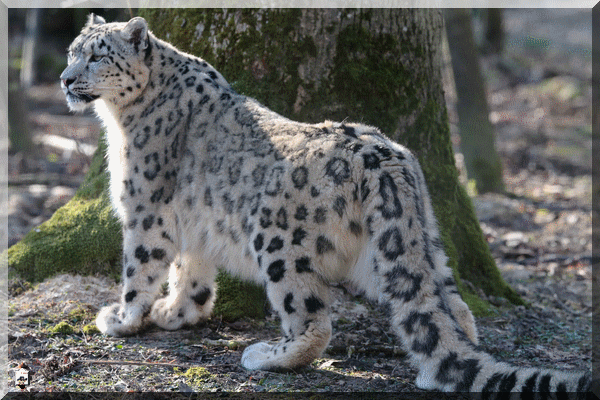 La PANTHÈRE des NEIGES (Félin) Panthe10