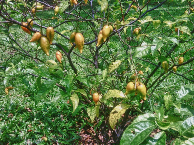 Eboka o Iboga (Ibogaína) Tabern11