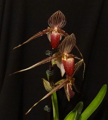 Paphiopedilum rothschildianum Roth_n11