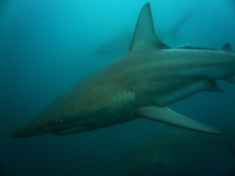 Umkomaas, Afrique du sud, un spot a requin (part2) P1020610