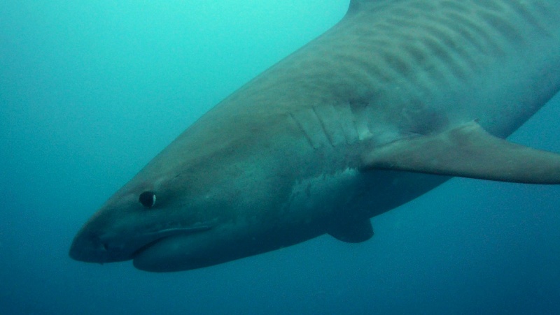 Umkomaas, Afrique du sud, un spot a requin (part2) P1020710