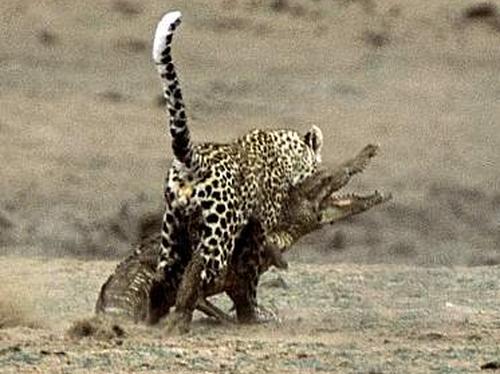 Il leopardo si mangia il coccodrillino 01-50010