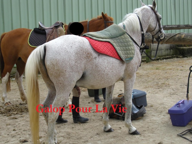 TABOR  poney hongre 24 ans 1m30 montable - placé hors association Img_0615