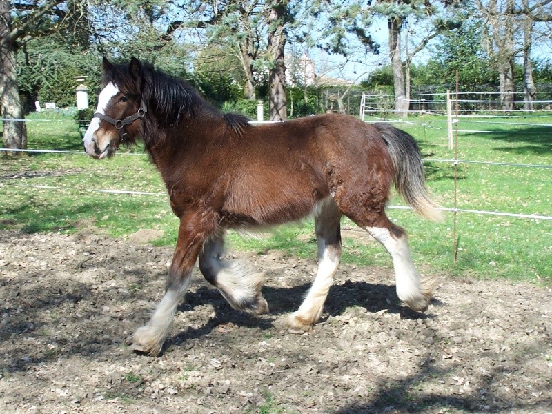 Pouliche 2008 Gypsy cob - vendue 9m1210