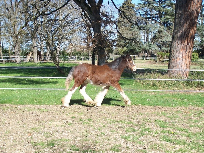 Pouliche 2008 Gypsy cob - vendue 9m1510