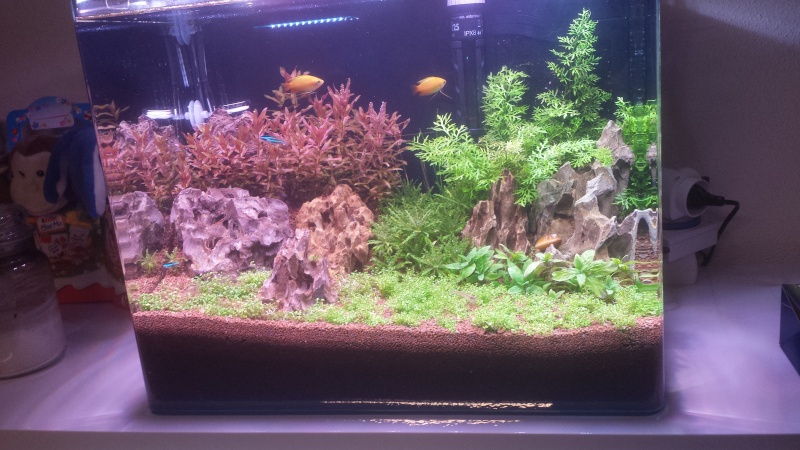 45L Aquascaping 20160320