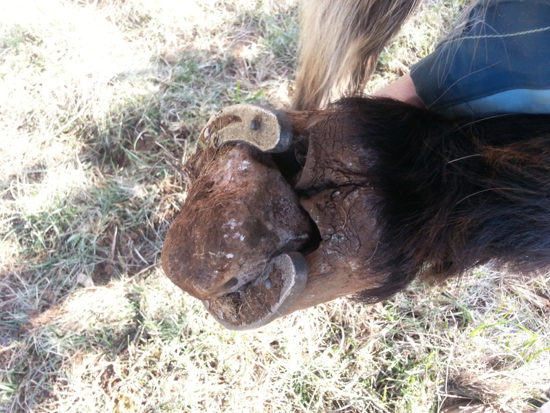 Fou, ce que l'on trouve sous le pied d'un cheval 20160311