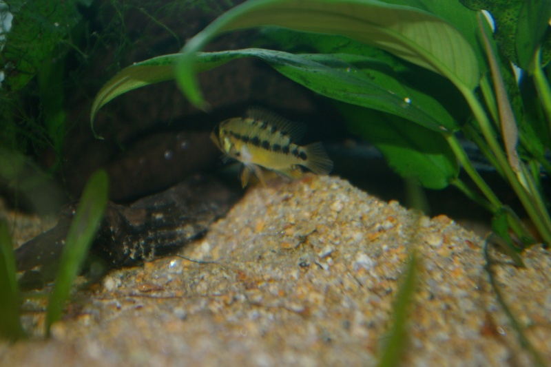 APISTOGRAMMA ALACRINA Imgp3723