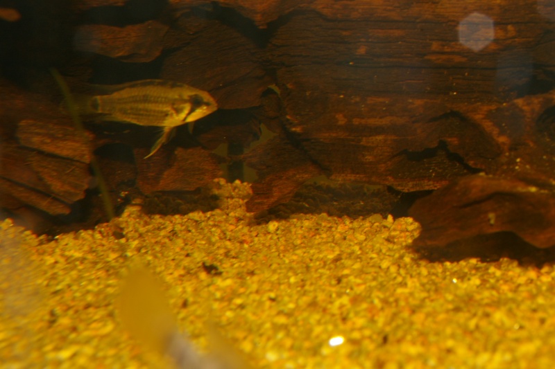 Fish room à Morlaix Imgp3911