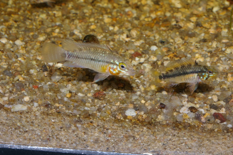 Fish room à Morlaix Imgp3914