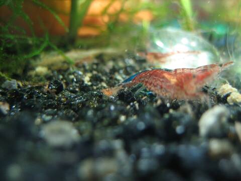 Bientot Des Bebes Crevettes Red Cherry
