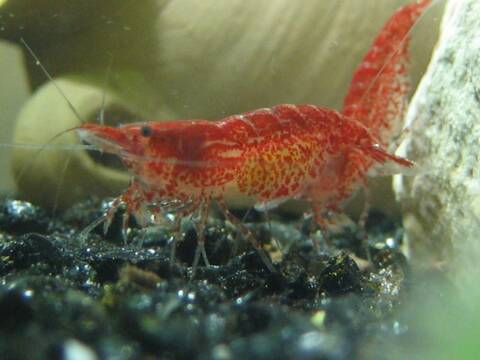 Bientot Des Bebes Crevettes Red Cherry