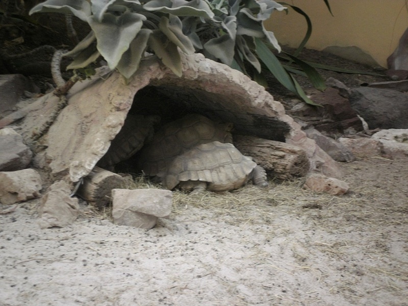 Tortues du parc phoenix Tortue17