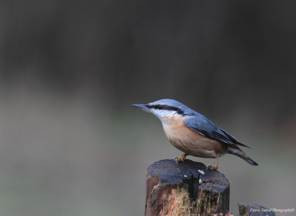 Oiseaux de nos forêts... 06010