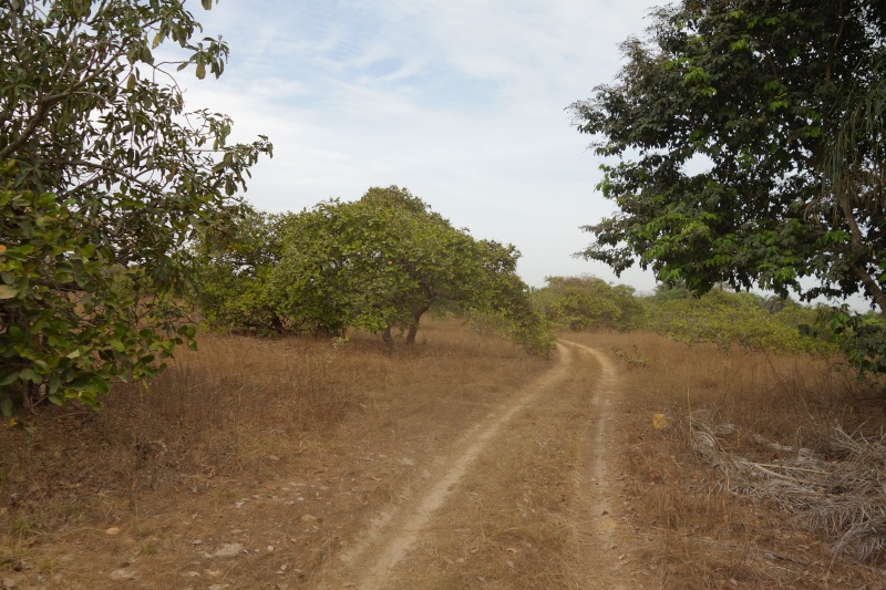 Sénégal Cap Skirring 2016 Dsc01317