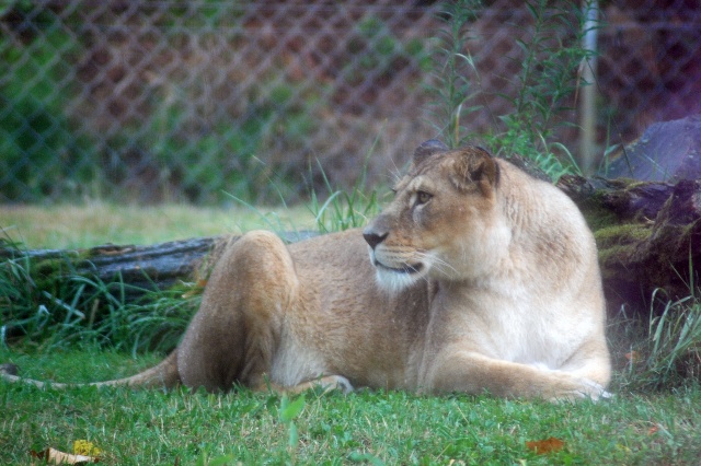 Zoo des Sables d'Olonne Dsc_0212