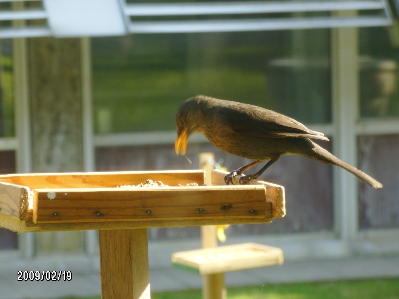 Turdus merula com refeitório! Hpim5410