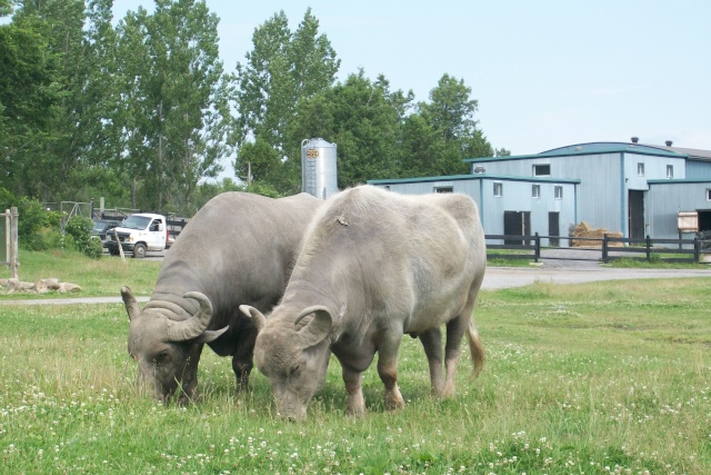 Parc Safari [ Zoo] Parcsa18