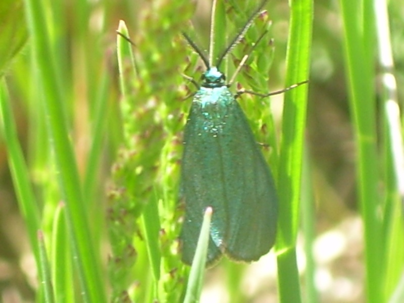insecte ou papillon bleu ? [Turquoise sp.] Différence entre les genre Jordanita et Adscita Insect10