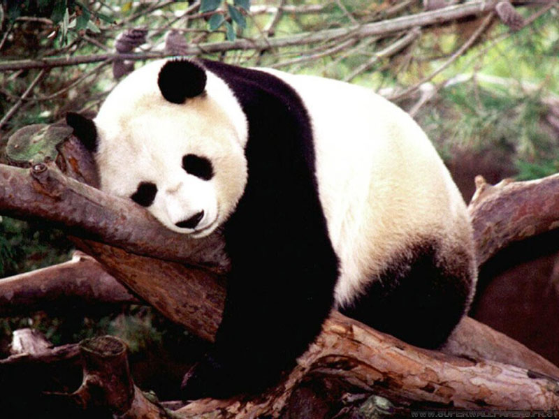 Les animaux dans toute leur splendeur - Page 4 Panda_10