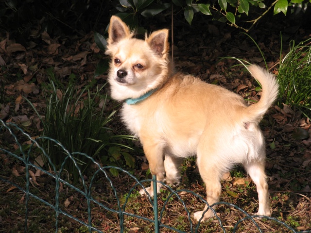 HELI, type chihuahua beige, poils courts, 5 ans, M 2016-033
