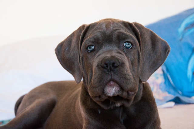 corso - Aston cane corso :) 13022010