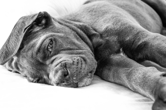 Aston cane corso :) 26012012