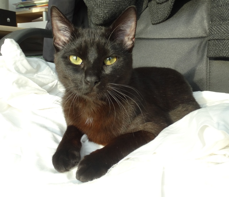 Lanvin, chaton noir né en mai - en famille d'accueil Dsc01710