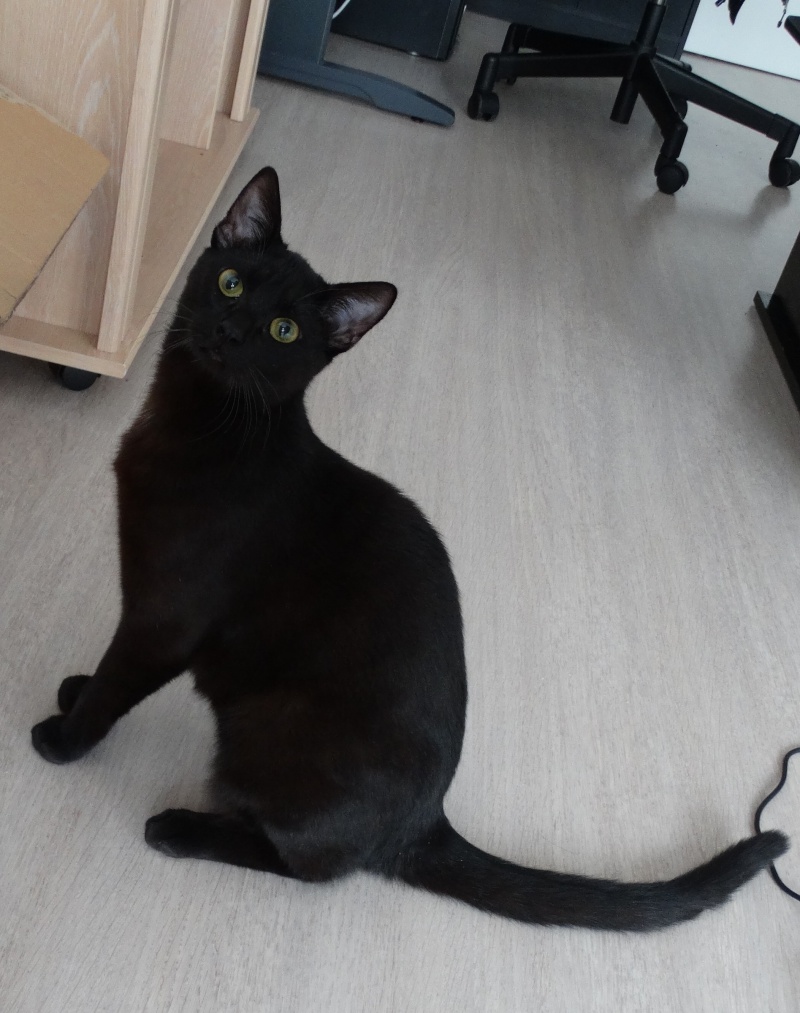 Lanvin, chaton noir né en mai - en famille d'accueil Dsc01712