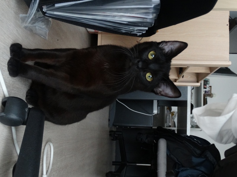 Lanvin, chaton noir né en mai - en famille d'accueil Dsc01713