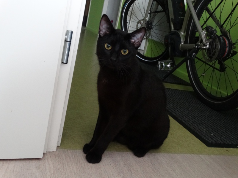 Lanvin, chaton noir né en mai - en famille d'accueil Dsc01714