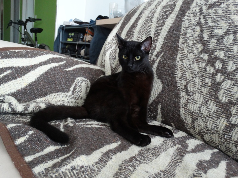 Lanvin, chaton noir né en mai - en famille d'accueil Dsc01715