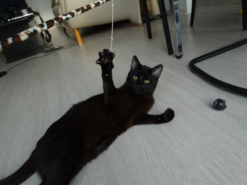 Lanvin, chaton noir né en mai - en famille d'accueil Dsc01717