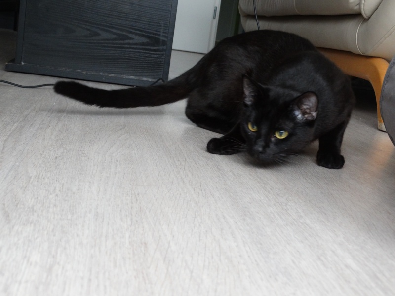 Lanvin, chaton noir né en mai - en famille d'accueil Dsc01719
