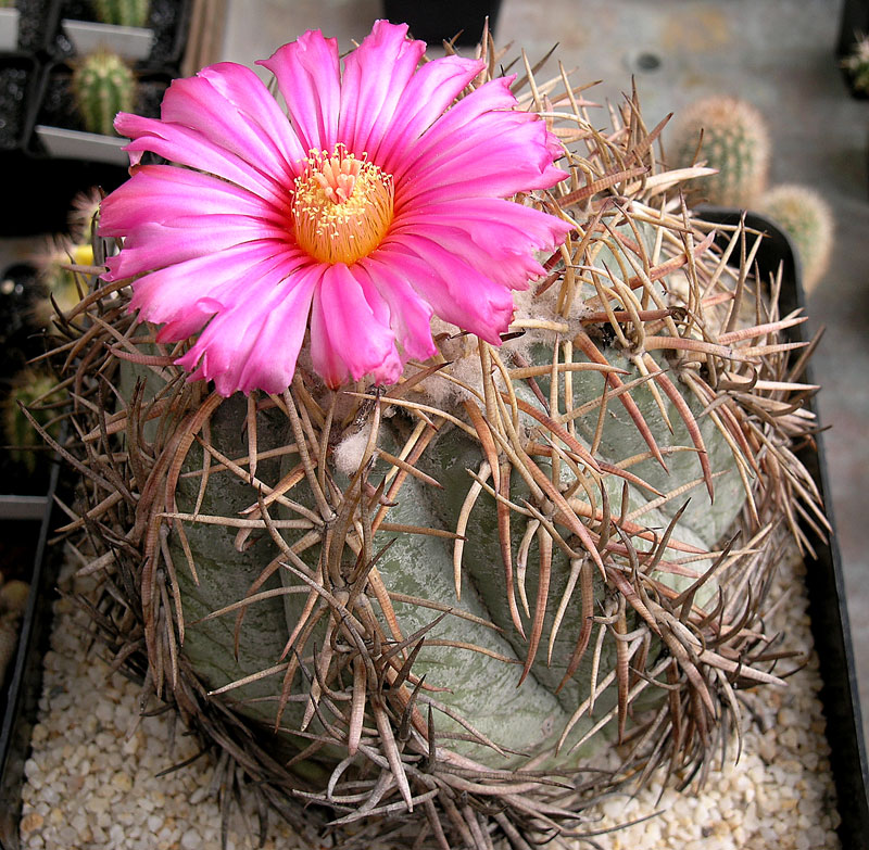 Echinocactus_horizonthalonius Echino10