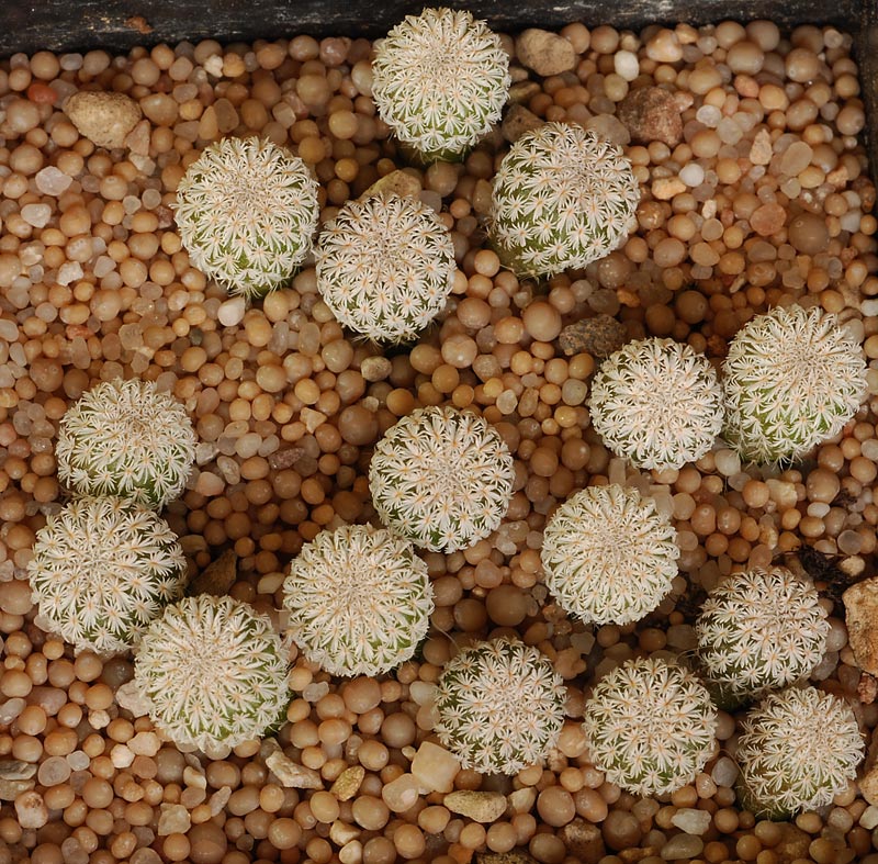 Semis de cactus 2009 chez Aboun Epithe11