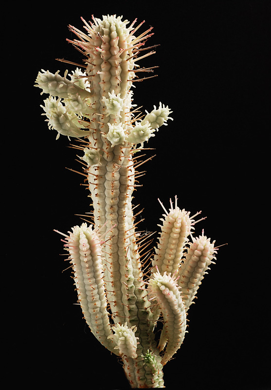 Euphorbia_mammillaris_variegata Euphor13
