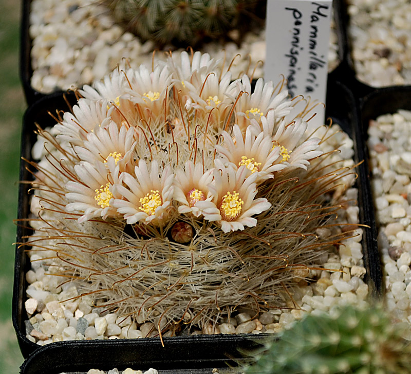 Mammillaria pennispinosa Mammil17