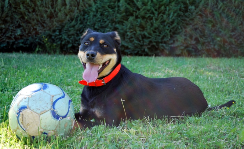 Dipsie petite femelle xbeauceron de 2 mois Mai_2010