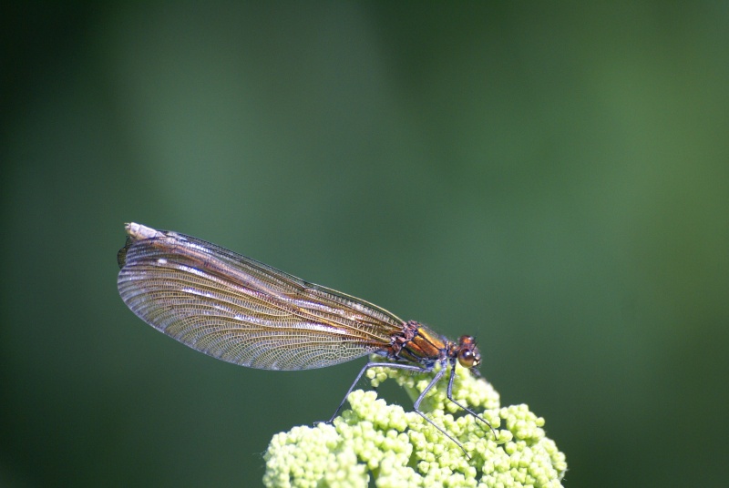 [Calopteryx virgo] libellules : accouplement 14_jui15