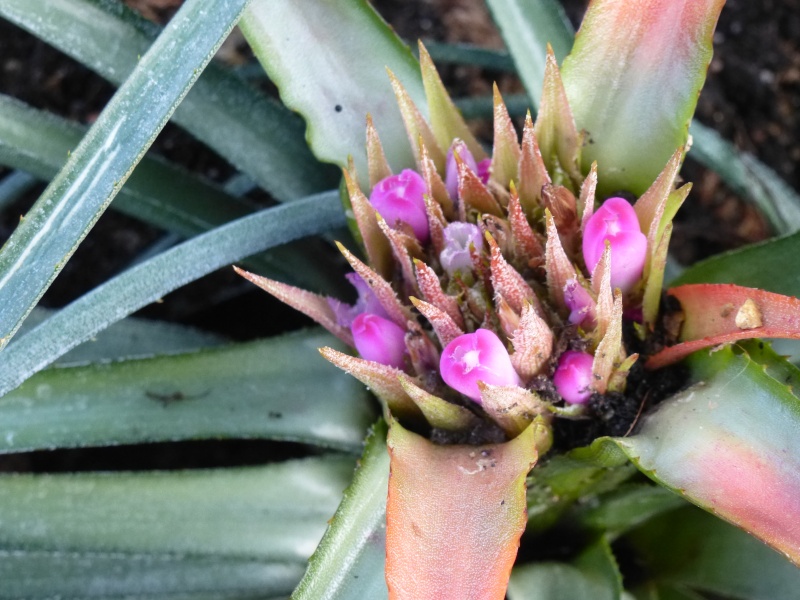 Guzmania wittmackii : P1170414