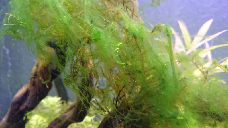Un post sur les algues filamenteuses ?! Quelle originalité ! Dsc_0013