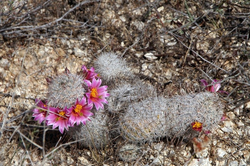 Mammillaria grahamii Pict8811