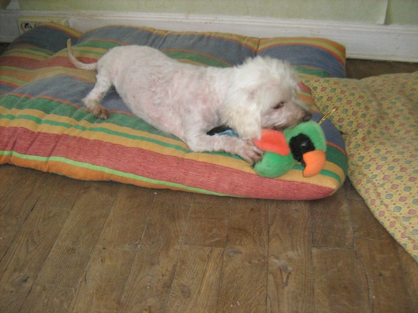 LOLA, bichon de 12 ans (Filleule de Claire) Lola0011